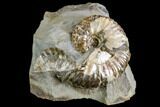Iridescent Hoploscaphites Ammonite - South Dakota #110571-1